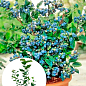 Голубика (черника садовая) 2 года "Блюкроп" (Bluecrop) С2 высота 50-60см