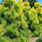 Сосна Орегонская 4-х летняя (Рinus ponderosa) С3, высота 60-70см купить