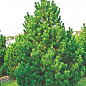 Сосна горная "Колумнарис" (Pinus mugo "Columnaris") C2, высота 30-40см цена