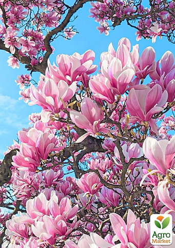 Магнолия "Judy" (Джуди)  - фото 5