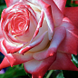 Троянда в контейнері чайно-гібридна "Imperatrice Farah" (саджанець класу АА+) цена