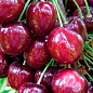 Черешня карликовая "Сэм" Эксклюзив! купить