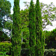 Кипарис Італійський (Cupressus Sempervirens) контейнер Р9