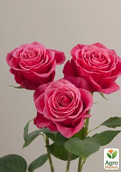 Ексклюзив! Троянда чайно-гібридна пурпурно-рожева "Мадмуазель" (Mademoiselle) (сорт на дуже смачне варення)2