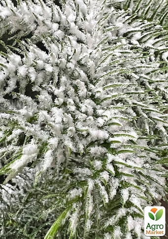 Араукария Новогодняя  (Araucaria heterophylla) комнатная ель (снежное напыление) 25-35см - фото 2