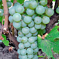 Виноград вегетуючий винний "Йоханітер"