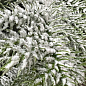 Араукария Новогодняя  (Araucaria heterophylla) комнатная ель (снежное напыление) 25-35см купить