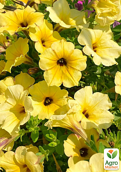 Петунія Alpetunia "Yellow Dark Center"2