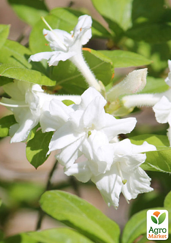 Азалия (рододендрон гибридный) "Whitethroat"  - фото 5