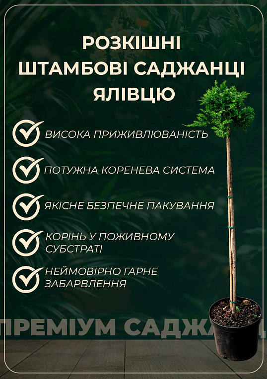 Ялівець сланкий на штамбі "Goldschatz" С2, висота 40-50см