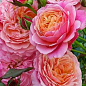 Троянда в контейнері англійська "Prix P.J. Redoute" (саджанець класу АА+) цена