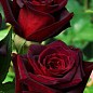 Роза чайно-гибридная "Блек Бьюти" (саженец класса АА+) высший сорт