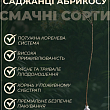 Абрикос "Баршерон" (крупноплодный, позднего срока созревания) купить