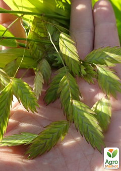 Хасмантіум широколистий "Uniola latifolia" С121