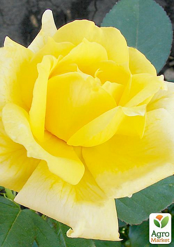Роза штамбовая "Landora" (саженец класса АА+) высший сорт - фото 2