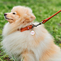 Ошейник для собак кожаный WAUDOG Soft с QR паспортом, круглый, Д 8 мм, Длин 25-33 см коричневый (22326) купить