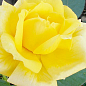 Троянда штамбова "Landora" (саджанець класу АА +) вищий сорт купить