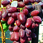 Виноград "Нащадок Різамата" (дуже ранній термін дозрівання, морозостійкість висока до -25⁰С)