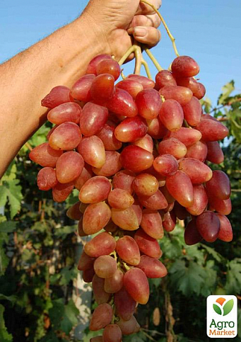 Виноград "Дубовський Рожевий" (величезне гроно 1000-1500 гр, гігантська ягода) 1 саджанець в упаковці - фото 2
