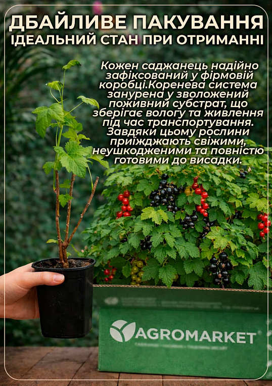 LMTD Смородина "Jonkheer Van Tets" (сортова, укорінена) висота 50-70см