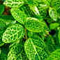 Жимолость "Aureoreticulata Japonica" (Декоративна, плетиста) (контейнер Р9)