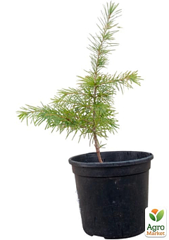 Кедр Гімалайський (Cedrus Deodara) С2, висота 30-40 см6