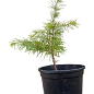 Кедр Гімалайський (Cedrus Deodara) С2, висота 30-40 см цена