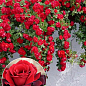 Ексклюзив! Троянда плетиста "Британі" (Brittany) (саджанець класу АА+) вищий сорт