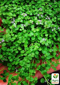 М'ята Корсиканська ампельна "Mini-Mint" (контейнер Р9)4