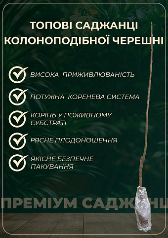 Черешня колоноподібна "Світ Чері" (великоплідна, середній термін дозрівання) - фото 5