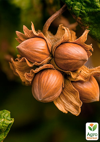 Фундук "Немса" (средний срок созревания, перекрёстное опыление, садить по 2 шт) 