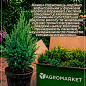 Можжевельник 3-х летний "Hibernica" С3, высота 40-60см
