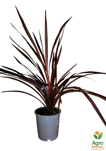 LMTD Корділіна "Red Star" (висота 40-60см) - фото 5