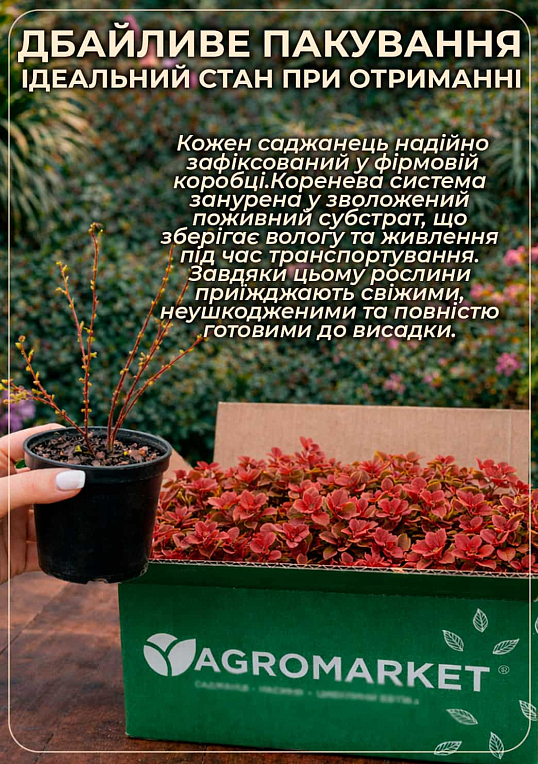 Барбарис Тунберга 3-х річний "Limoncello 'BailErin" С2, висота саджанця від 25см