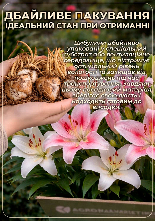 Лілія "Elodie" - фото 3