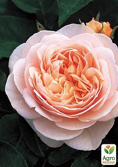 Роза чайно-гибридная "Леандра" (саженец класса АА+) высший сорт2