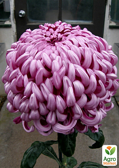 Хризантема великоквіткова "Cosmo Pink" (вазон С1 висота 20-30см)2