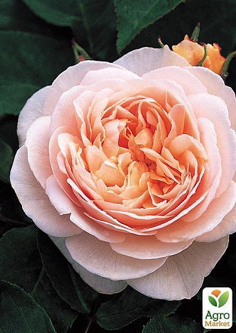 Роза чайно-гібридна "Леандро" (саджанець класу АА +) вищий сорт