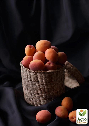 Абрикос "Буревісник" - фото 4