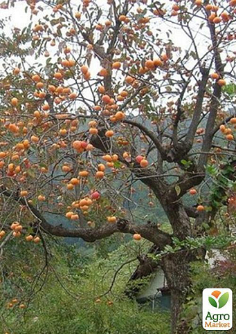 Хурма на віргінській морозостійкій підщепі  "Зенджи мару" (Шоколадниця) вищий сорт! - фото 10