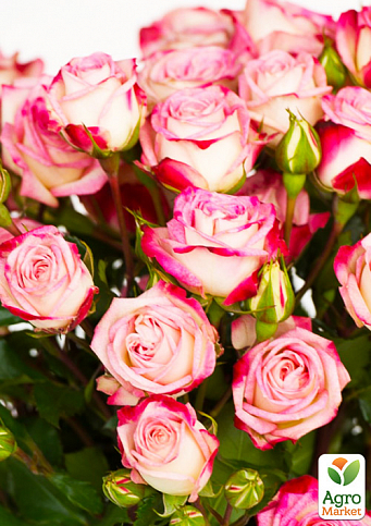 Роза мелкоцветковая (спрей) "Сафина" (саженец класса АА+) высший сорт