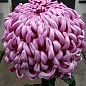 Хризантема крупноцветковая "Cosmo Pink" (вазон С1 высота 20-30см)