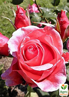 Троянда чайно-гібридна "Монтезума" (саджанець класу АА +) вищий сорт NEW2