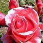 Троянда чайно-гібридна "Монтезума" (саджанець класу АА +) вищий сорт NEW