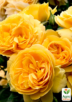 Троянда в контейнері флорибунда "Julia Child" (саджанець класу АА+)1