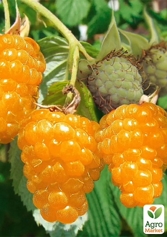 Малина «Зюгана Жовта» (ремонтантна, один з найкращих і найсолодших сортів) 1-річний саджанець