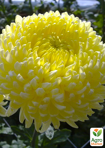 Хризантема  "Angelys Jaune" (низкорослая крупноцветковая) - фото 2