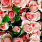 Ексклюзив! Троянда дрібноквіткова (спрей) ніжного кремова "Аріадна" (Ariadne) (преміальний невибагливий сорт)