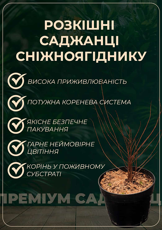 Снежноягодник Шено "Brain de Soleil", С2