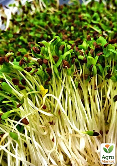 Пророщувач (спаутер) + набір насіння мікрозелені №3 ТМ "BIO Natura"1